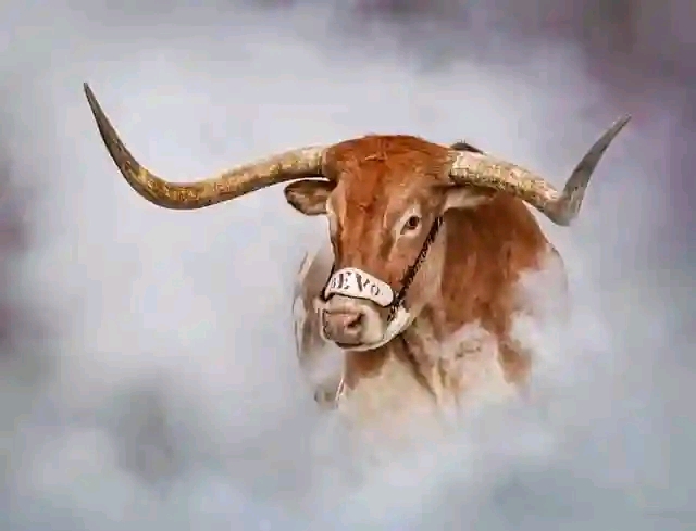 I still love my Longhorns!!! If you are a fan please check in with 🤘🤘 Hook ’em Horns🤘🤘we love you all fans